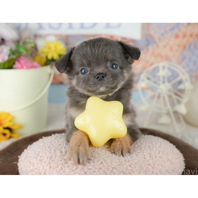 販売中の千葉県のチワワ(ロングコート)-451888の9枚目