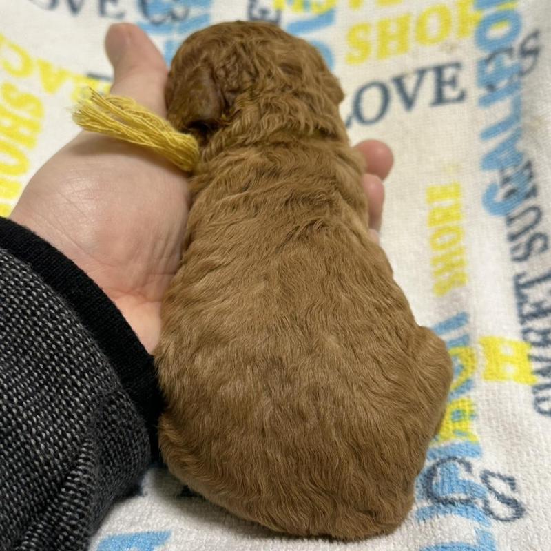 販売中の岡山県のトイプードル-451871の4枚目