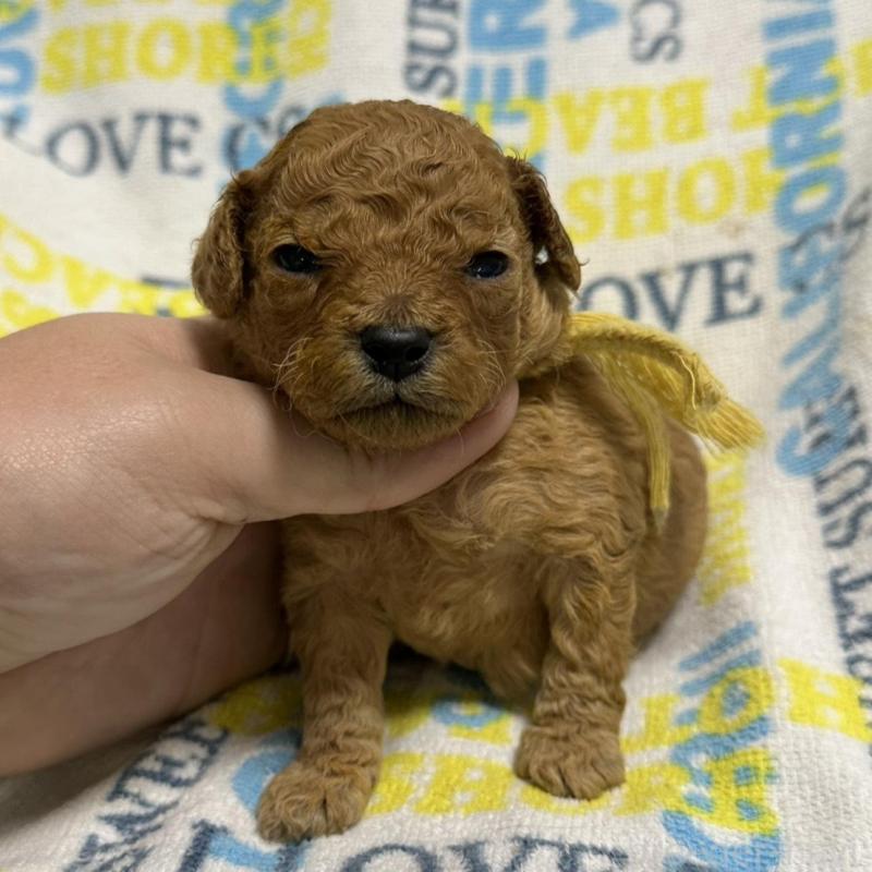 販売中の岡山県のトイプードル-451871の3枚目