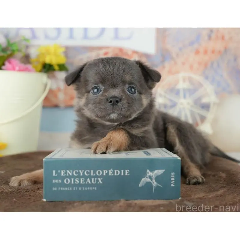 販売中の千葉県のチワワ(ロングコート)-451888の7枚目