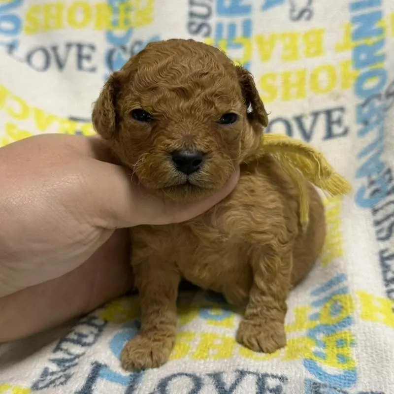 販売中の岡山県のトイプードル-451871の2枚目