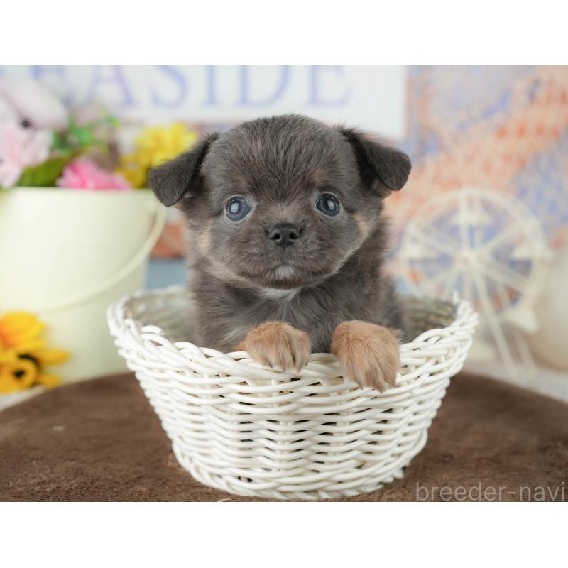 販売中の千葉県のチワワ(ロングコート)-451888の6枚目