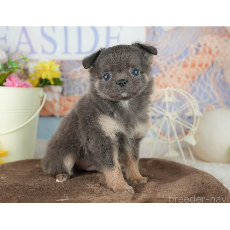 販売中の千葉県のチワワ(ロングコート)-451888の4枚目