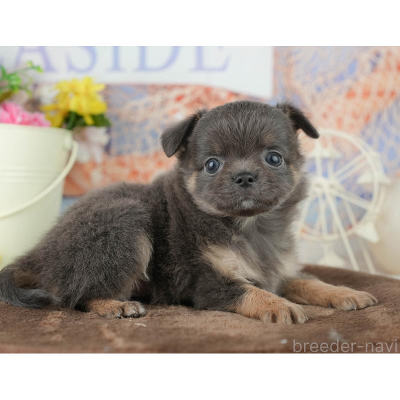 販売中の千葉県のチワワ(ロングコート)-451888の3枚目