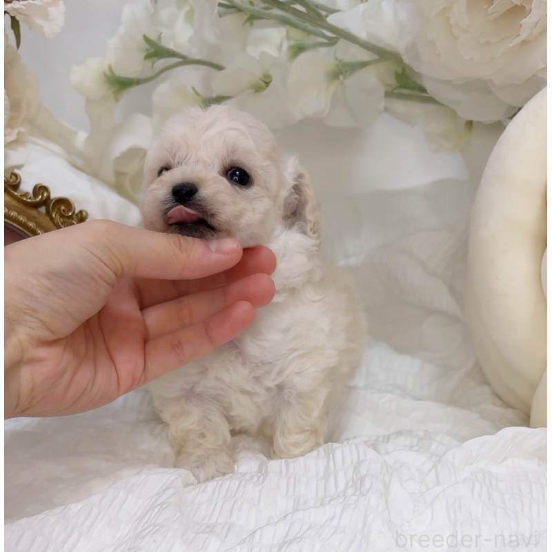 販売中の大阪府のティーカッププードル-450232の10枚目