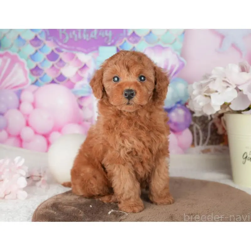 販売中の千葉県のトイプードル-451882