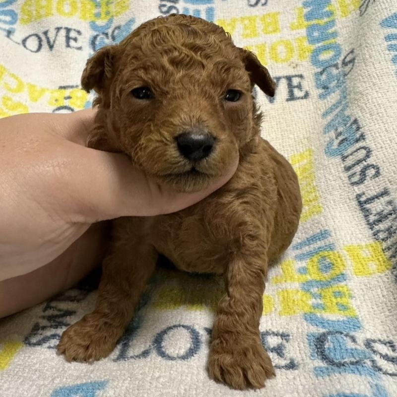 販売中の岡山県のトイプードル-451873の7枚目