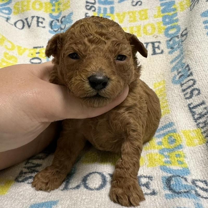 販売中の岡山県のトイプードル-451873の5枚目