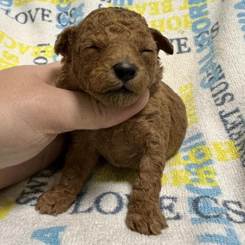 販売中の岡山県のトイプードル-451873の4枚目