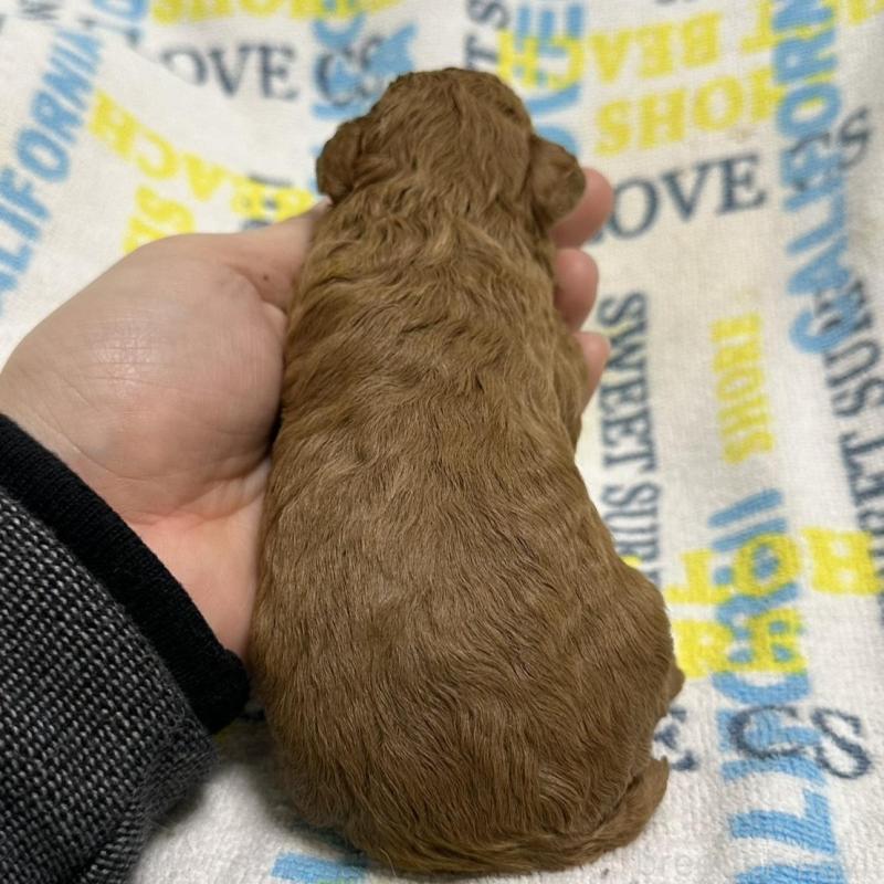 販売中の岡山県のトイプードル-451873の3枚目