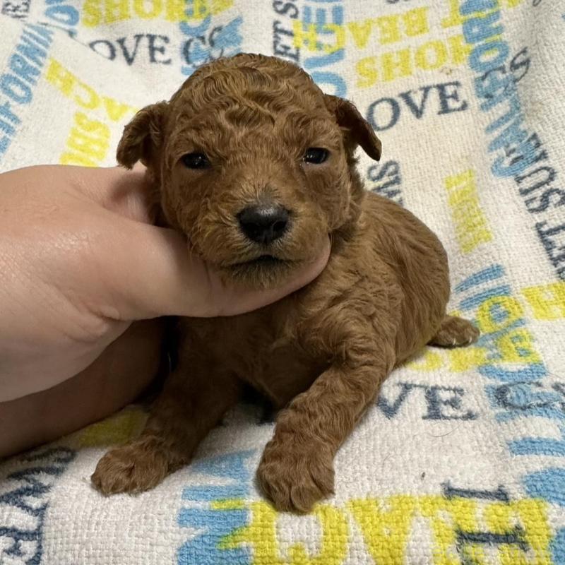 販売中の岡山県のトイプードル-451873の2枚目