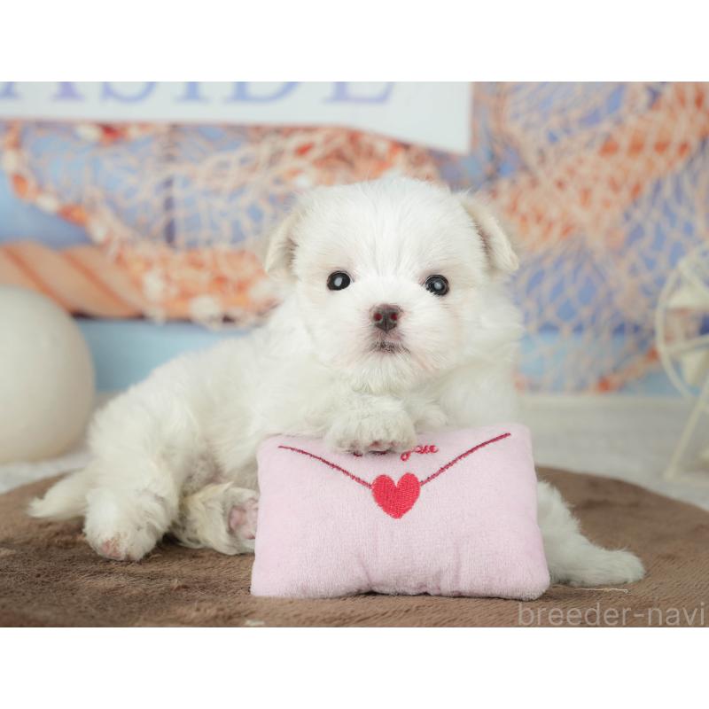 販売中の千葉県のマルチーズ-451877の10枚目