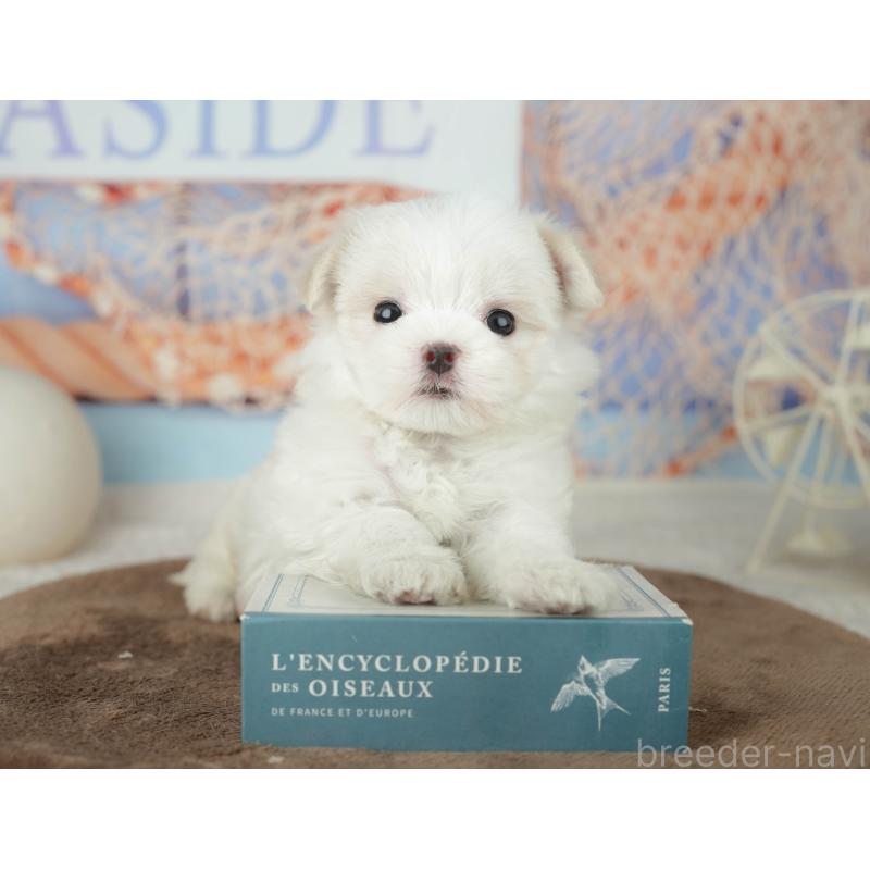 販売中の千葉県のマルチーズ-451877の9枚目