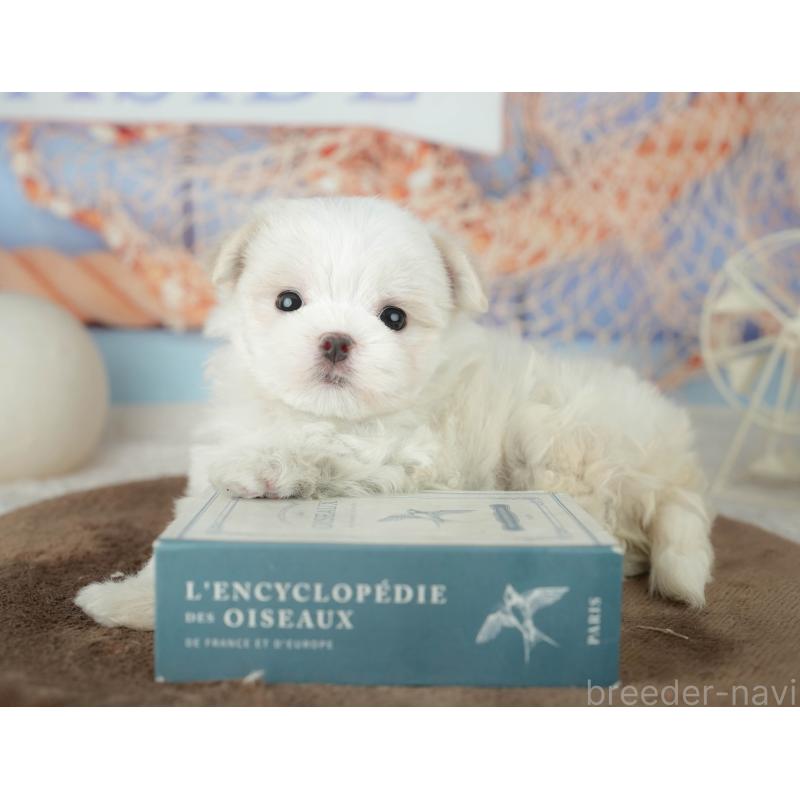 販売中の千葉県のマルチーズ-451877の8枚目