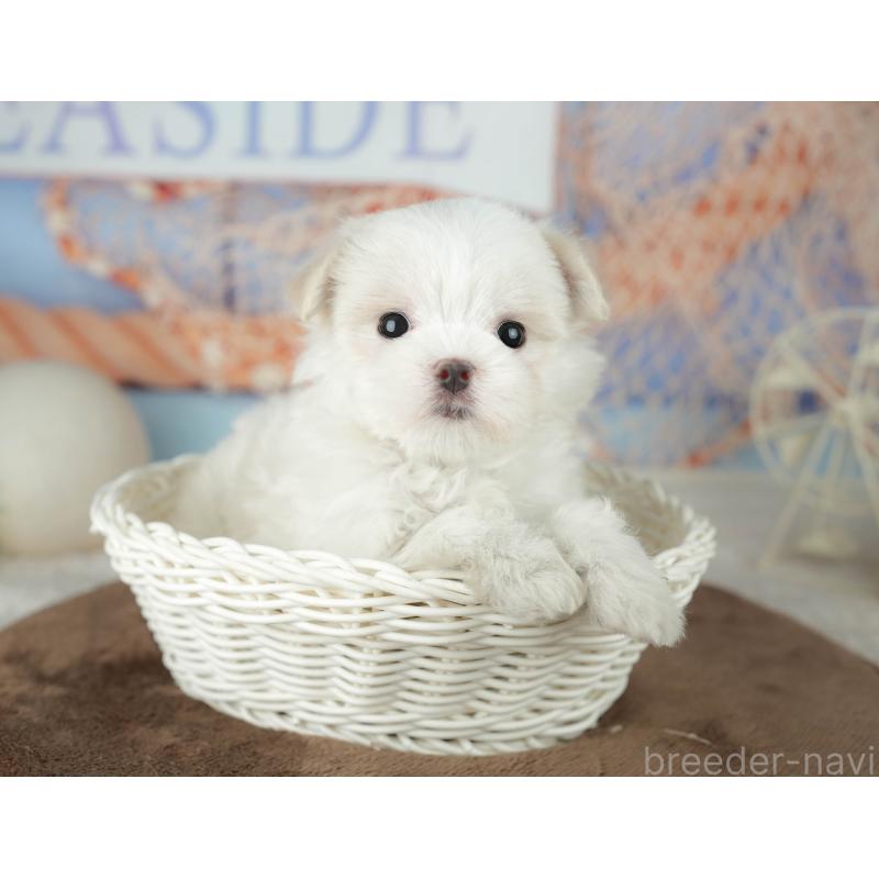 販売中の千葉県のマルチーズ-451877の7枚目