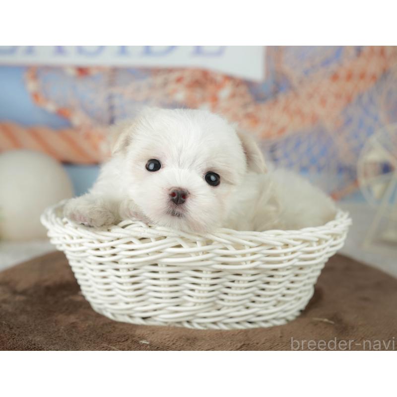 販売中の千葉県のマルチーズ-451877の6枚目