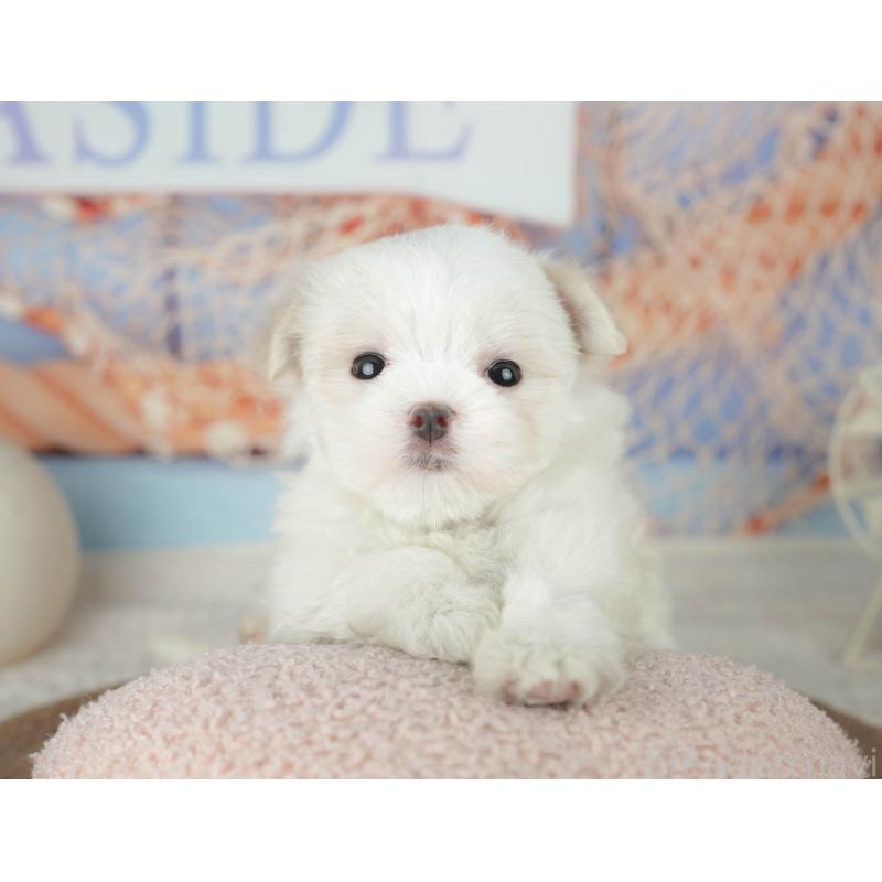 販売中の千葉県のマルチーズ-451877の5枚目