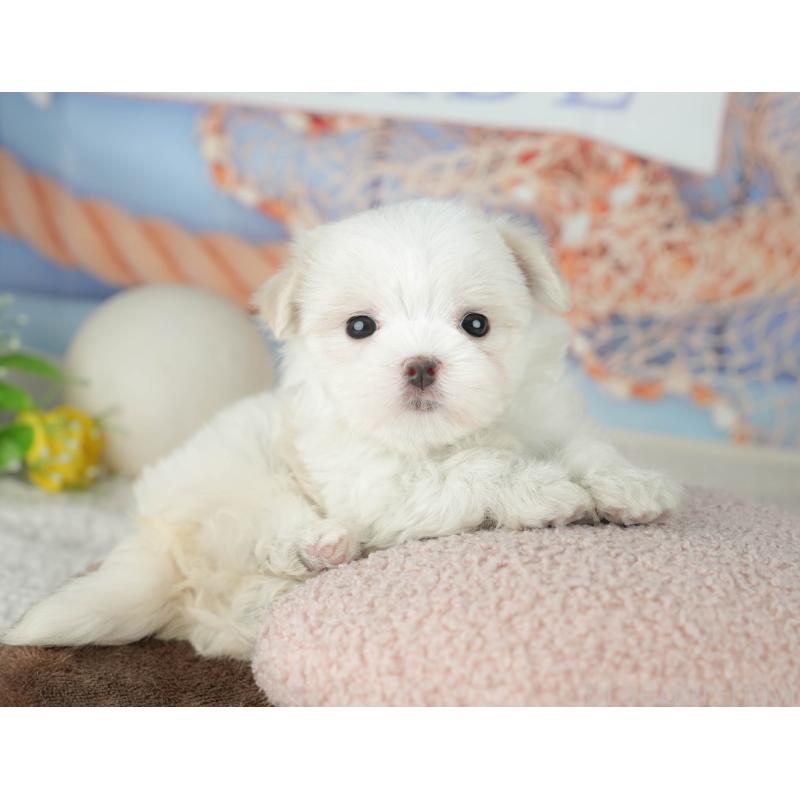 販売中の千葉県のマルチーズ-451877の4枚目