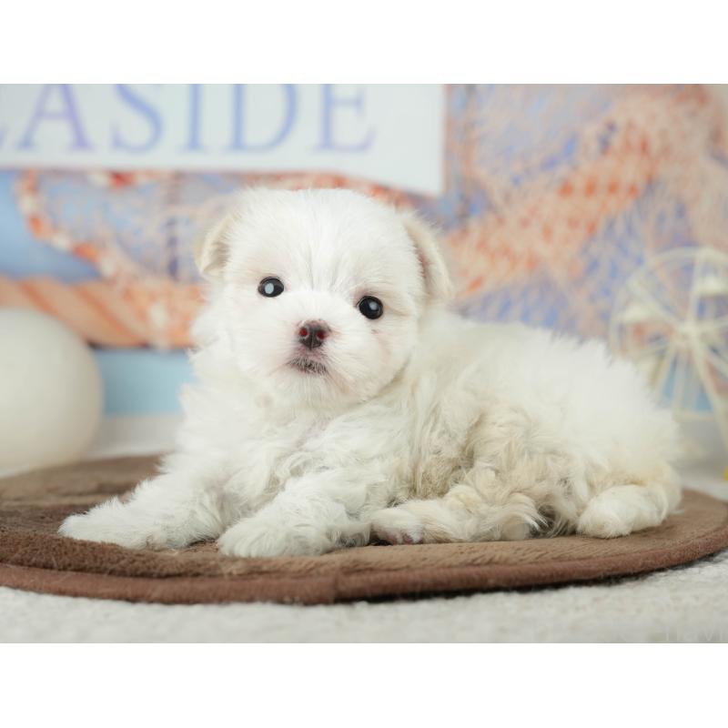 販売中の千葉県のマルチーズ-451877の3枚目