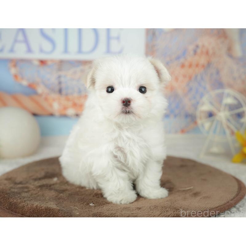 販売中の千葉県のマルチーズ-451877の2枚目