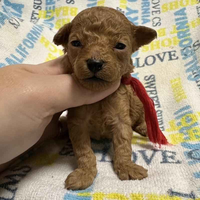 販売中の岡山県のトイプードル-451874の9枚目