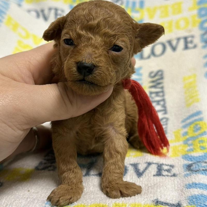 販売中の岡山県のトイプードル-451874の8枚目