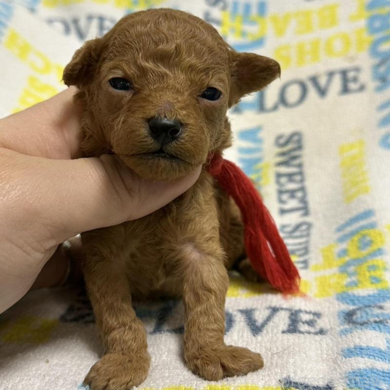 販売中の岡山県のトイプードル-451874の7枚目