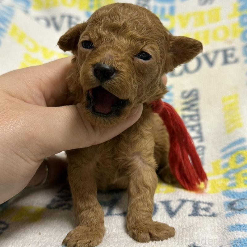 販売中の岡山県のトイプードル-451874の6枚目