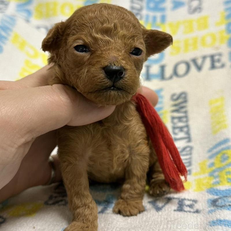 販売中の岡山県のトイプードル-451874の5枚目