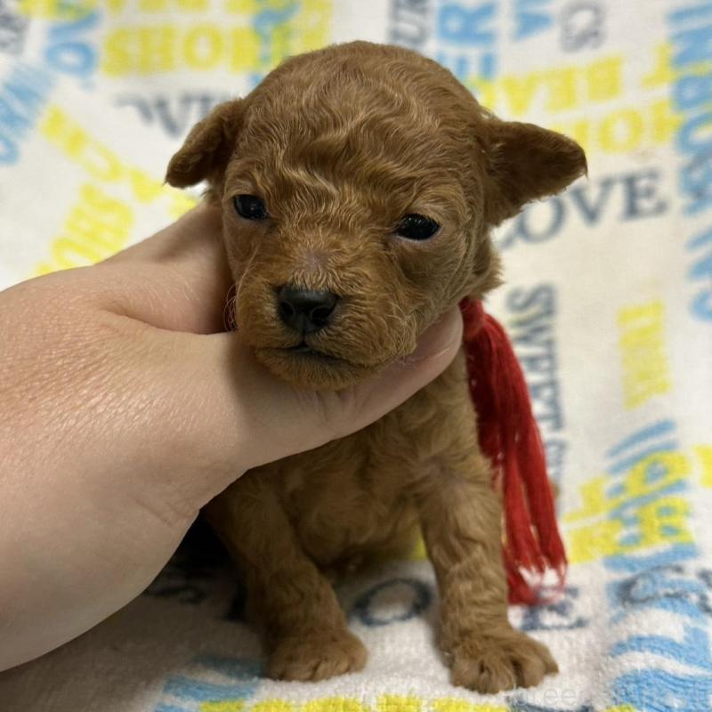 販売中の岡山県のトイプードル-451874の4枚目