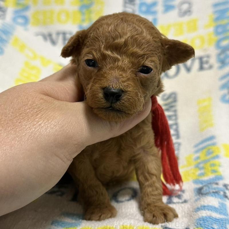 販売中の岡山県のトイプードル-451874の3枚目