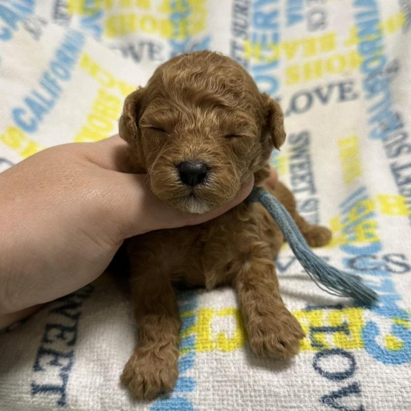 販売中の岡山県のトイプードル-451875の8枚目