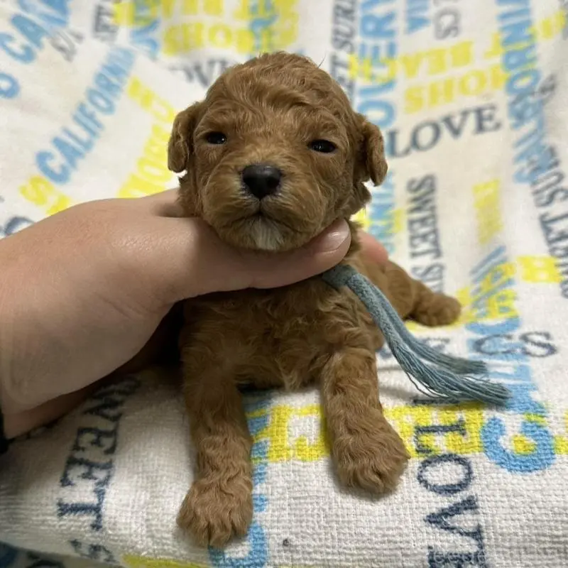 販売中の岡山県のトイプードル-451875の7枚目