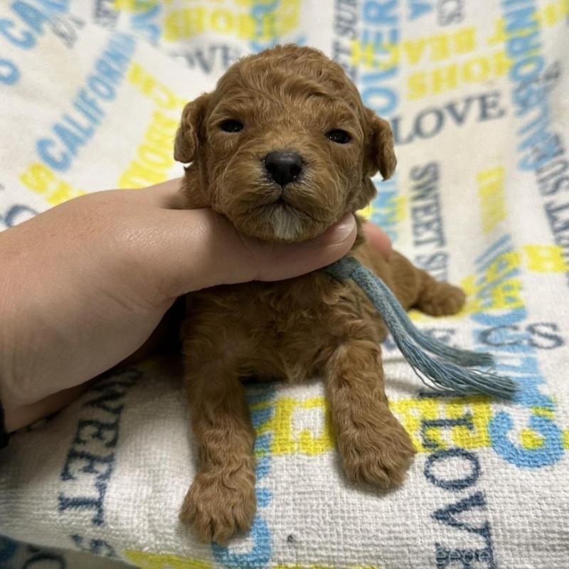 販売中の岡山県のトイプードル-451875の6枚目