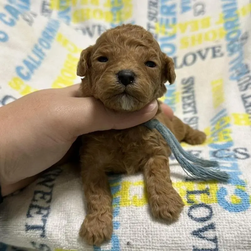 販売中の岡山県のトイプードル-451875の5枚目