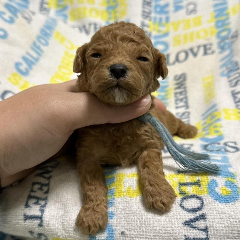 販売中の岡山県のトイプードル-451875の4枚目