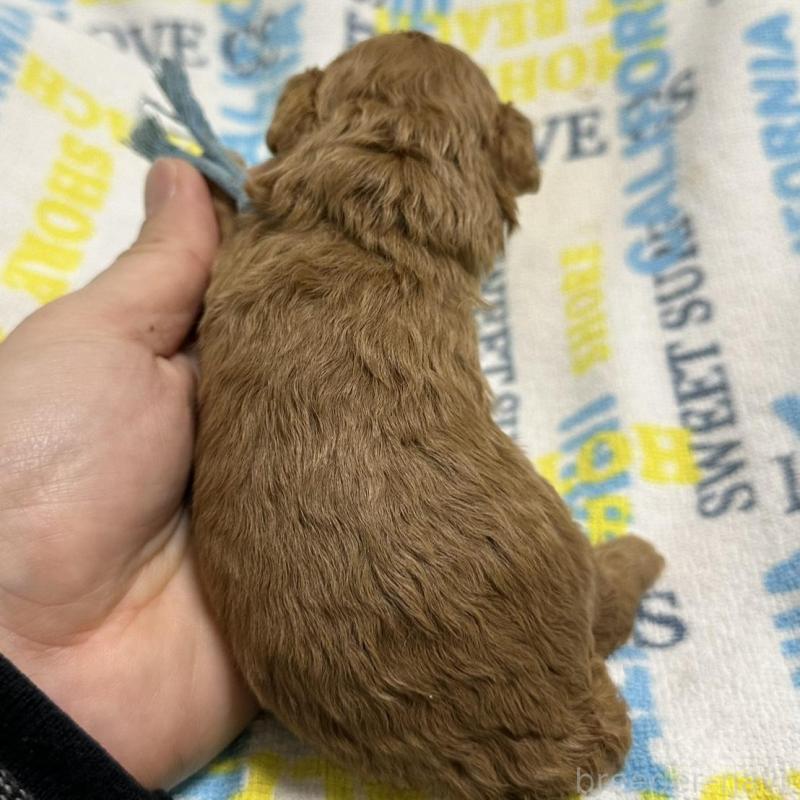 販売中の岡山県のトイプードル-451875の2枚目