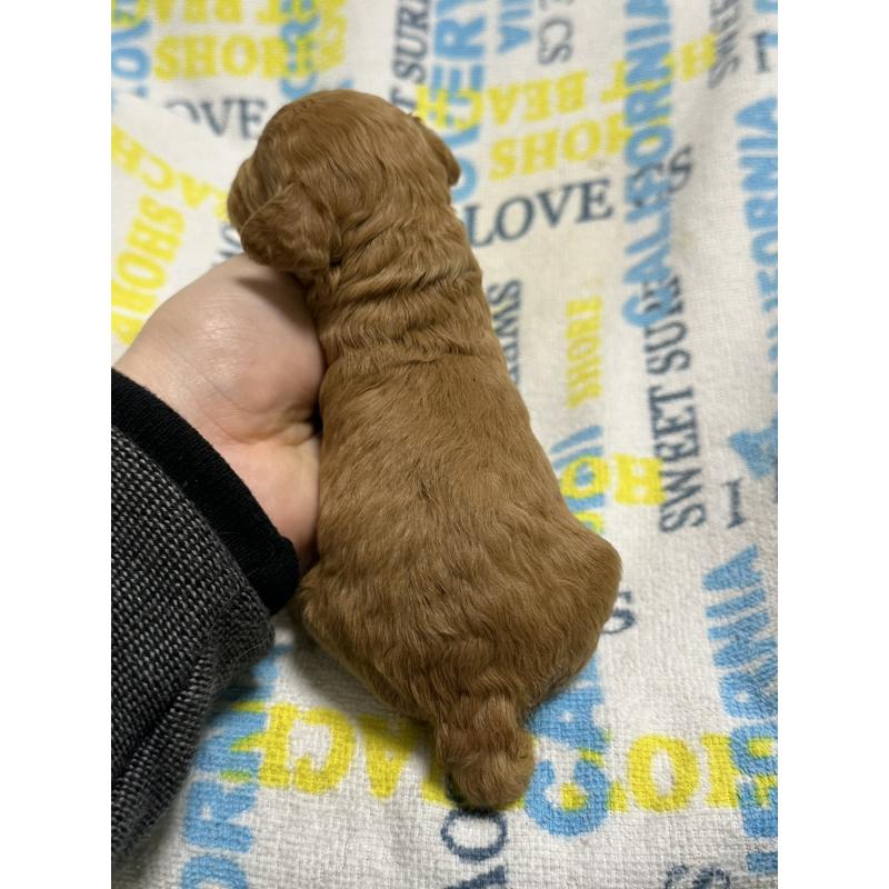 販売中の岡山県のトイプードル-451876の6枚目