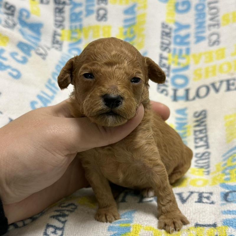 販売中の岡山県のトイプードル-451876の5枚目