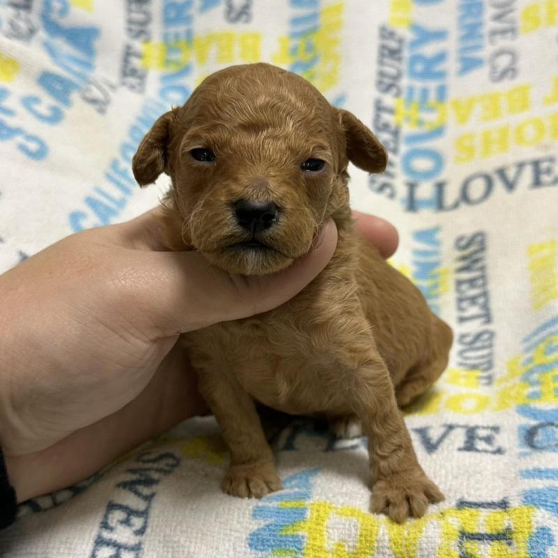 販売中の岡山県のトイプードル-451876の4枚目