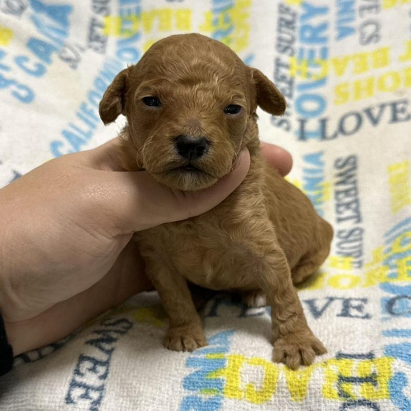 販売中の岡山県のトイプードル-451876の3枚目