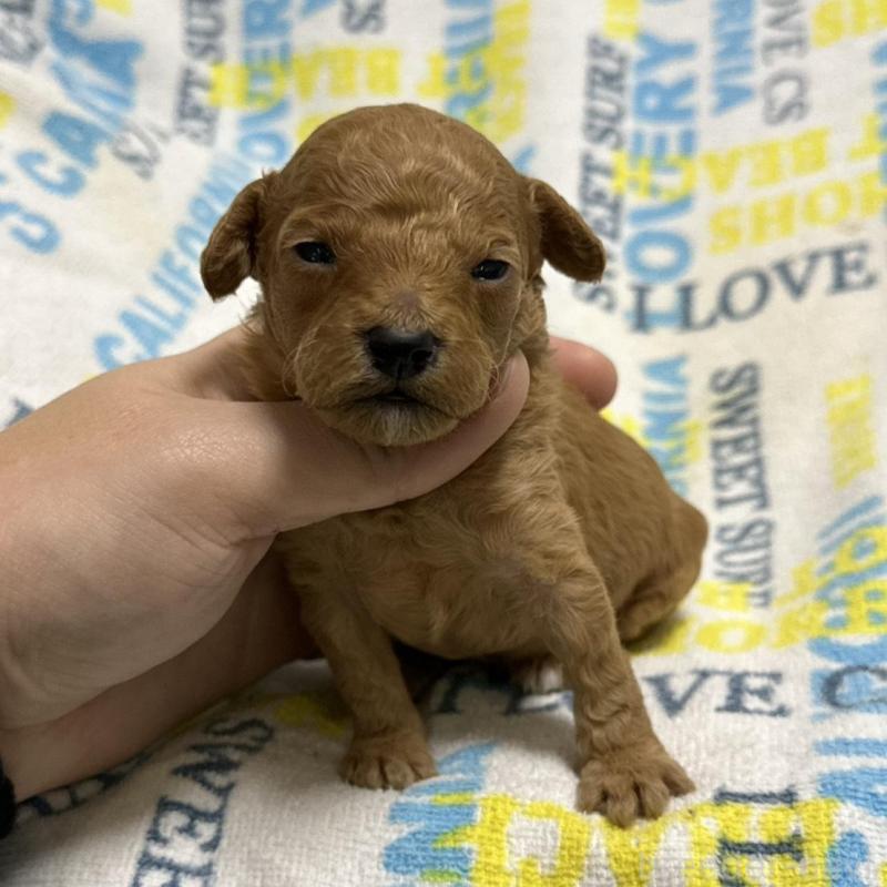 販売中の岡山県のトイプードル-451876の2枚目