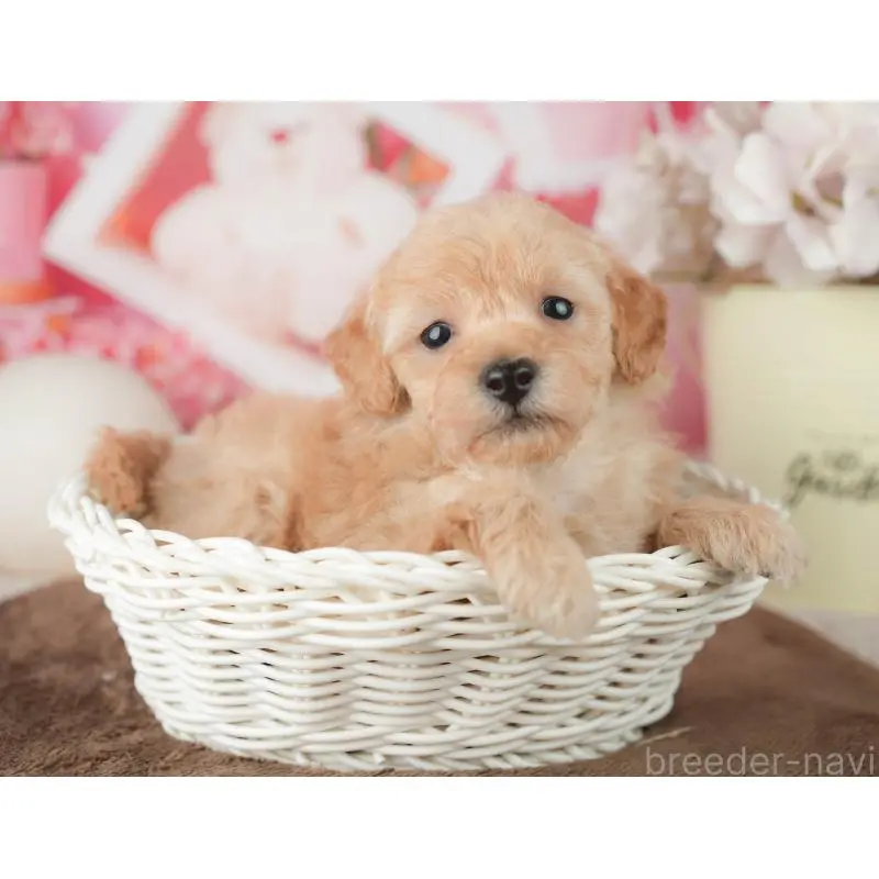 販売中の千葉県のトイプードル-451878の11枚目