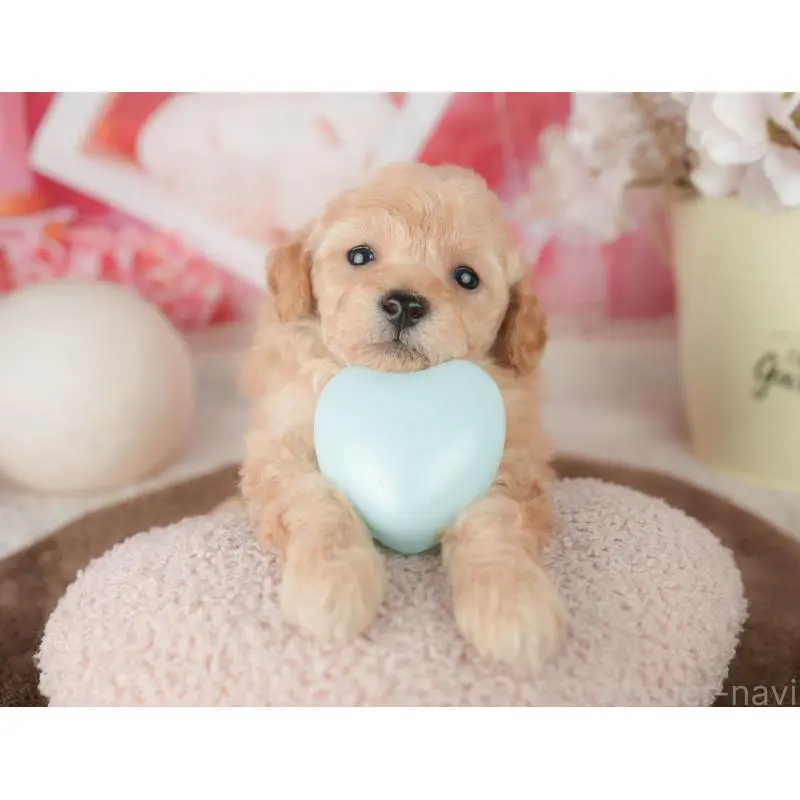 販売中の千葉県のトイプードル-451878の10枚目