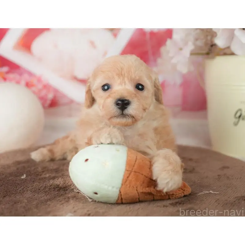 販売中の千葉県のトイプードル-451878の9枚目