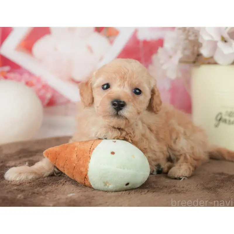 販売中の千葉県のトイプードル-451878の8枚目