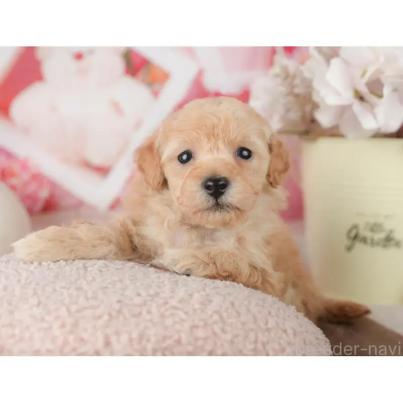 販売中の千葉県のトイプードル-451878の7枚目