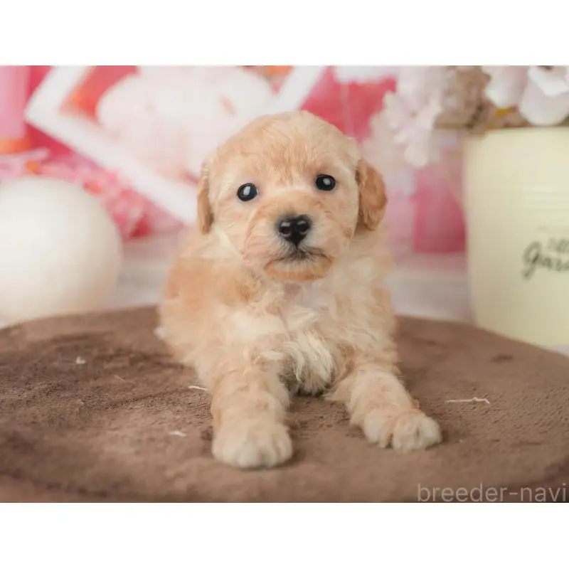 販売中の千葉県のトイプードル-451878の6枚目