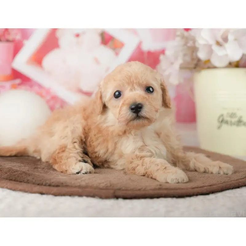 販売中の千葉県のトイプードル-451878の5枚目