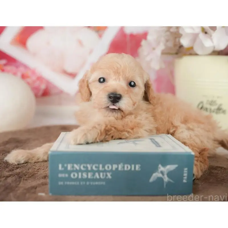 販売中の千葉県のトイプードル-451878の4枚目